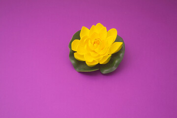 Fototapeta premium Beautiful water lily on purple background. Minimalistic art