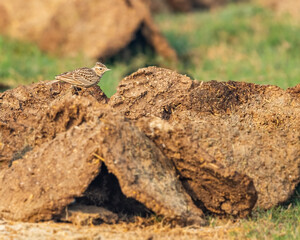A crested skylark