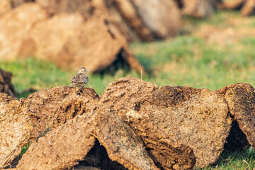 A crested skylark sitting