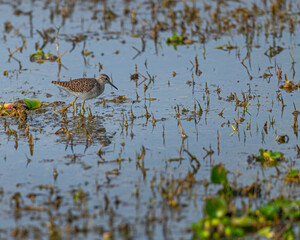 A wood Sandpiper searching food