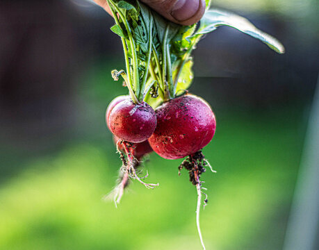 Ripe redishes with leaves. Row of garden vegetables.