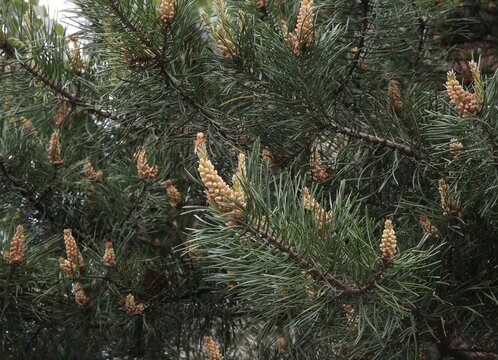growing fresh cones and bloom of pinus tree close up