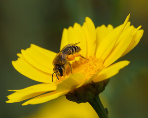 bee on yellow flower