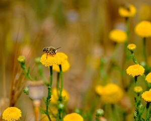 bee on yellow flower