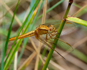 dragonfly on a leaf
