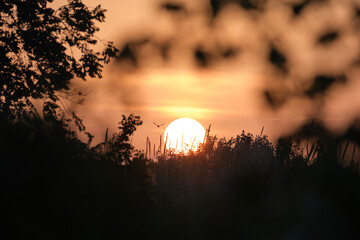 sunset in the forest