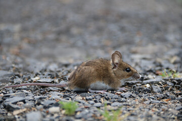 Spitzmaus auf einem Schotterweg