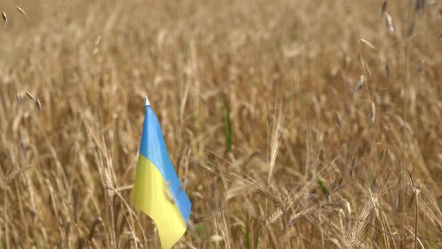Ukrainian flag is flying on the background field of wheat and oat ears close-up. War in Ukraine and problems with the export of grain. Concept of harvesting wheat in Ukraine and Independence day. 4K