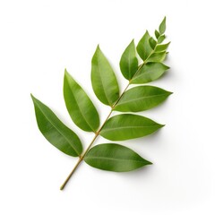 Obraz premium Curry leaf isolated on white background. Generative AI