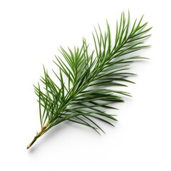 Fir needle leaf isolated on white background. Generative AI