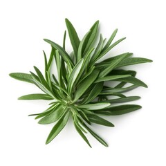 Fototapeta premium Tarragon leaf isolated on white background. Generative AI
