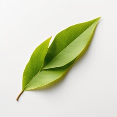 Willow leaf isolated on white background. Generative AI