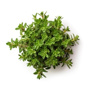 Thyme leaf isolated on white background. Generative AI