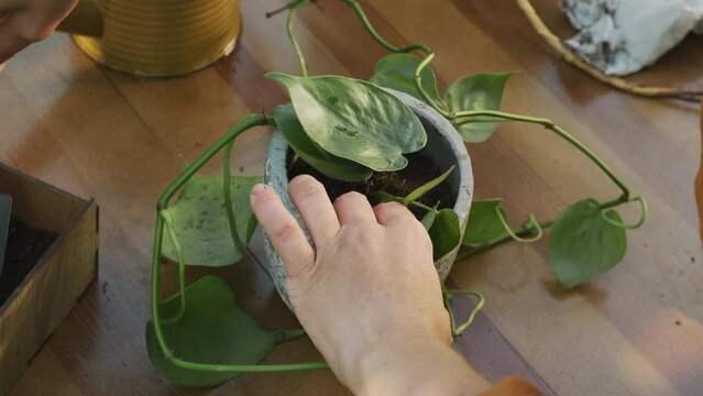 Gardening. Young woman replanting houseplant into new flowerpot in back yard garden. 