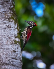 woodpecker on a tree