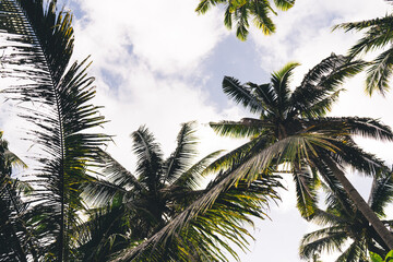 Fototapeta na wymiar Palms growing in tropical forest under cloudy sky