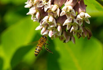 The Bee collects nectar and pollen from the flowers of the Asclepias syriaca.  An ornamental plant and a good honey plant. Used in landscape design. Poisonous. Causes burns on the human body.  © The physicist