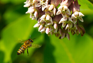 The Bee collects nectar and pollen from the flowers of the Asclepias syriaca. 
An ornamental plant and a good honey plant. Used in landscape design.
Poisonous. Causes burns on the human body.

