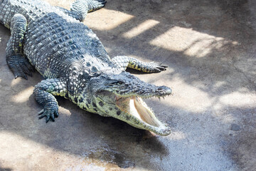 A large open-mouthed crocodile sunbathes on the sand at the European Zoo.