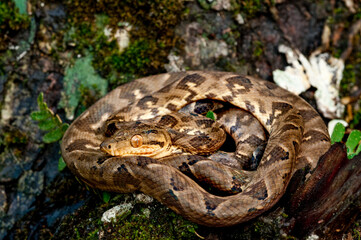 Boa constrictor (Boa constrictor), Darien rainforest, Panama, central America - stock photo