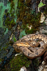 Fototapeta na wymiar Boa constrictor (Boa constrictor), Darien rainforest, Panama, central America - stock photo