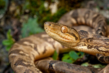 Boa constrictor (Boa constrictor), Darien rainforest, Panama, central America - stock photo