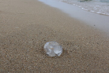 jellyfish washed up on Sunny beach with blue water, sandy beach and clear horizon.