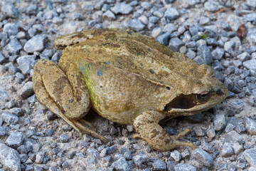 A fat frog sits on a stone path in the morning to warm up from the sun. Sunbathing increases his metabolic activity and energy production.