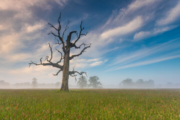 Old trees in the morning in Rogalin. Poland. - obrazy, fototapety, plakaty