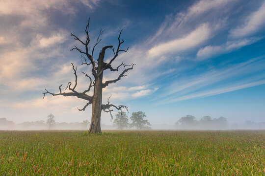 Old trees in the morning in Rogalin. Poland.