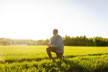 The farmer considers young wheat in the field. Green wheat growing in soil. The concept of the agricultural business.