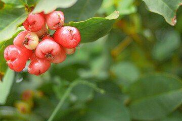 red currant bush