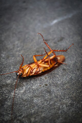 Close up of a dying cockroach upside down on a stone bathroom floor
