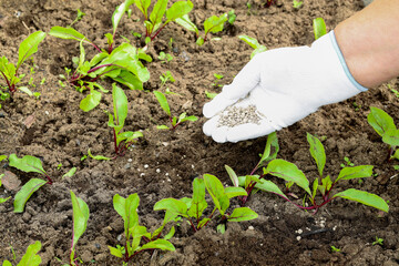 Young adult woman palm holding complex fertiliser granules for beets. Closeup. Root feeding of...