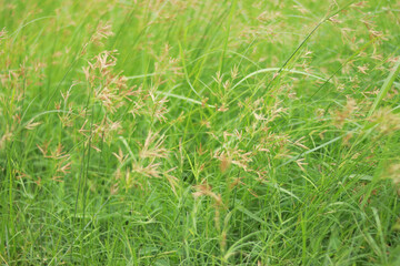green grass background
