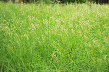 green grass background