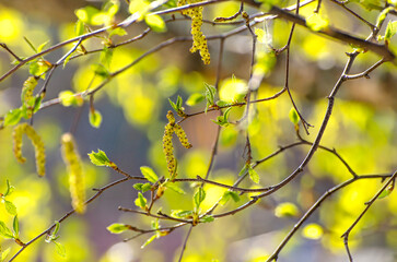 Birch tree flowering and producing pollen. Allergic season in beautiful back lighting