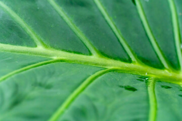 Abstract pattern of elephant leaf in the Gage Park Tropical Greenhouse. Lush greenery and vibrant floral blooming. Tropical House with exotic plants. Botanical gem located in Brampton, Ontario.