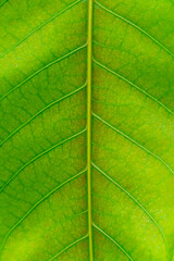 Fototapeta na wymiar Abstract pattern of Mango tree leaf in Gage Park Tropical Greenhouse contains palms, ferns, orchids and tropical species. Popular destination for nature lovers for leisurely strolls.