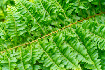 Abstract pattern of Green Fern in the Gage Park Tropical Greenhouse botanical gem located in Brampton, Ontario, Canada. Lush greenery and vibrant floral blooming. Tropical House with exotic plants.