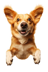 A brown and white dog jump in the air, ears up,  transparent background, png