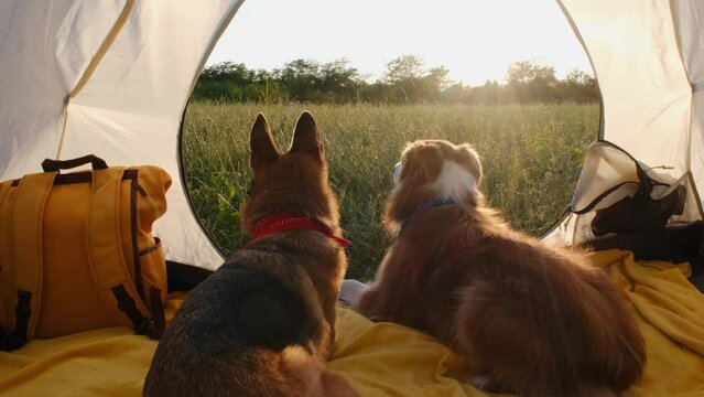 German and Australian shepherds lying in tent near green grass at dawn. Two active dogs in nature. Rear view. Contoured solar sunset light. Happy dogs in camping. Travel concept with pets.