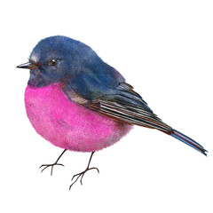 Pink robin
