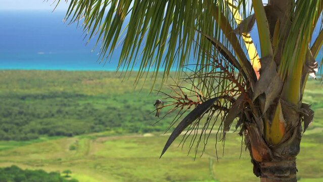 Zoom in of a small bird sits on a branch of coconut palm tree and eats an insect. Beautiful tropical landscape with the Caribbean sea in the distance in the background