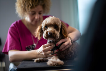 A dog groomer pampering and grooming dogs to keep them clean, healthy, and stylish. Generative AI