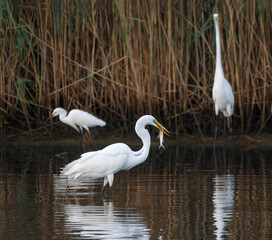 Great egret (Ardea alba) fishing in tidal marsh, Galveston, Texas