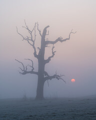 Lonely dead oak tree at sunrise