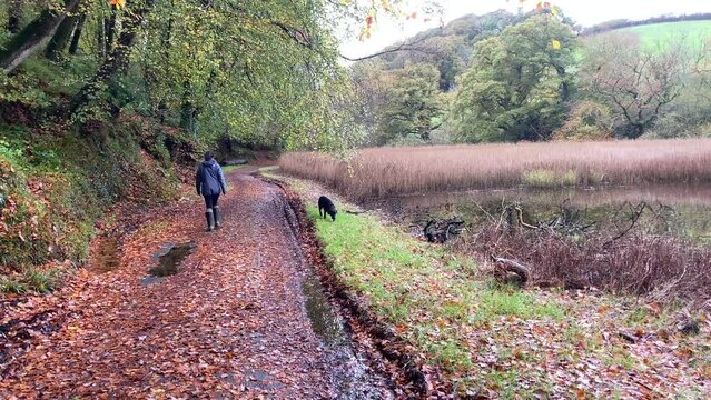 A woman walks her black Labrador retriever along a dirt track surrounded by vibrant autumnal fall foliage and next to a scenic pond - Holbeton, Devon, UK