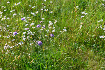Summer meadow with flowers and butterfly