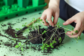 Separating seedlings to transplanting them in seedling tray at home. Pricking out physalis. Gardening as a hobby